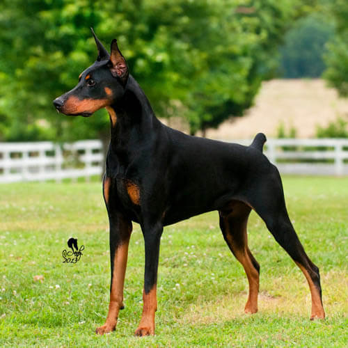 Doberman Pinscher temperament