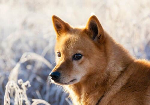 Finnish Spitz temperament