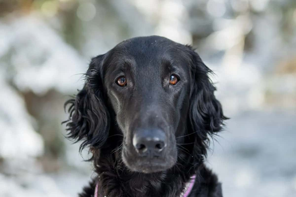 Flat-Coated Retriever temperament