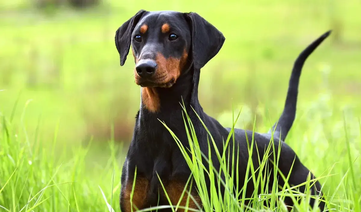 German Pinscher temperament