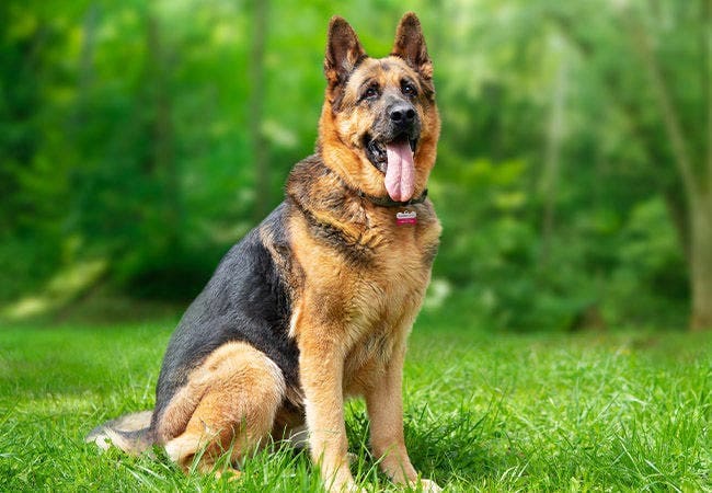 German Shepherd temperament