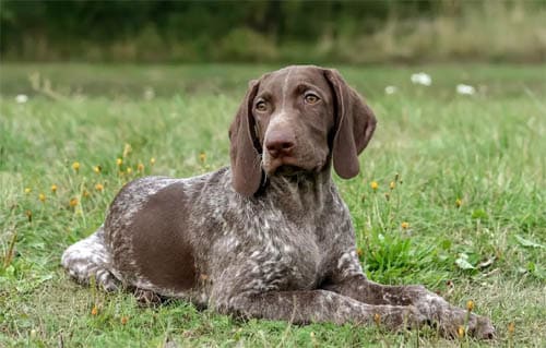 German Shorthaired Pointer temperament