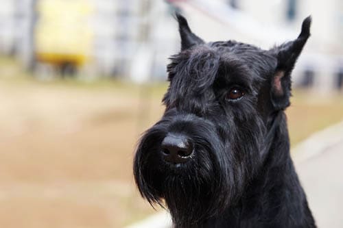 Giant Schnauzer temperament