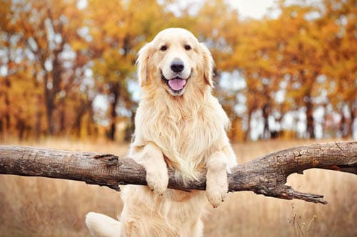 Golden Retriever temperament