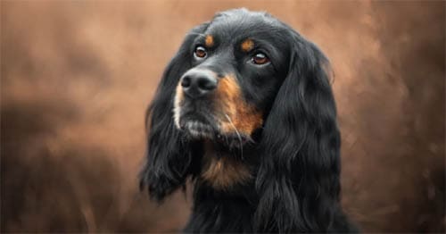 Gordon Setter temperament