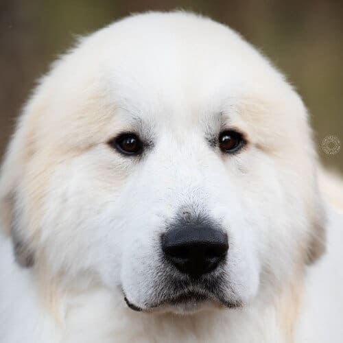 Great Pyrenees temperament