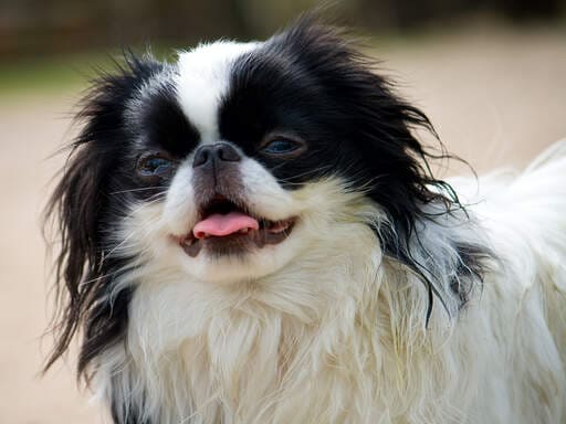 Japanese Chin temperament