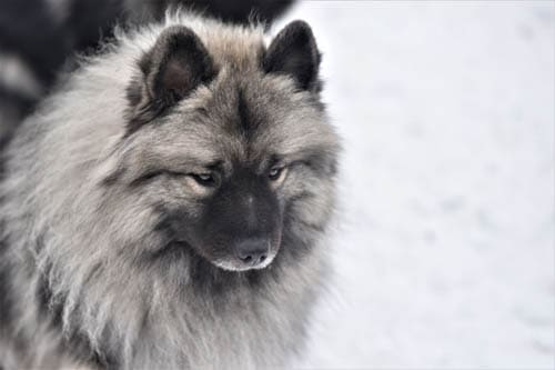 Keeshond temperament