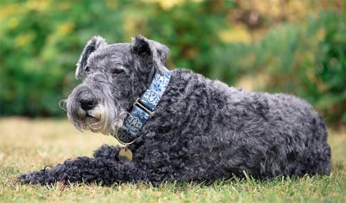 Kerry Blue Terrier temperament