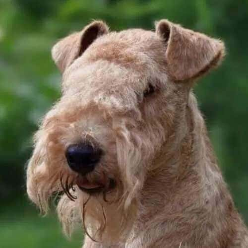 Lakeland Terrier temperament