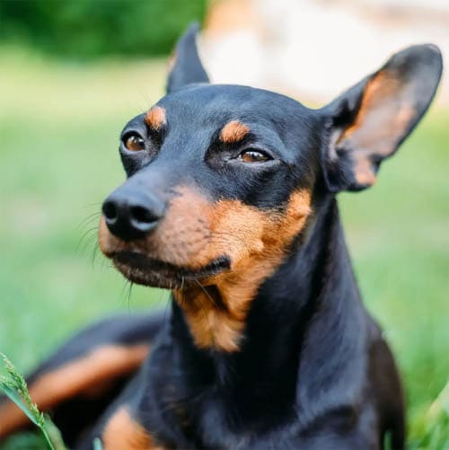 Miniature Pinscher temperament