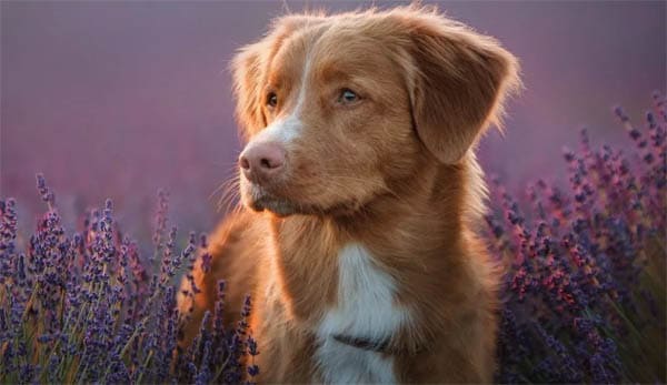 Nova Scotia Duck Tolling Retriever temperament