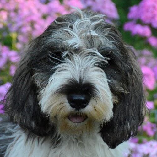 Petit Basset Griffon Vendeen temperament