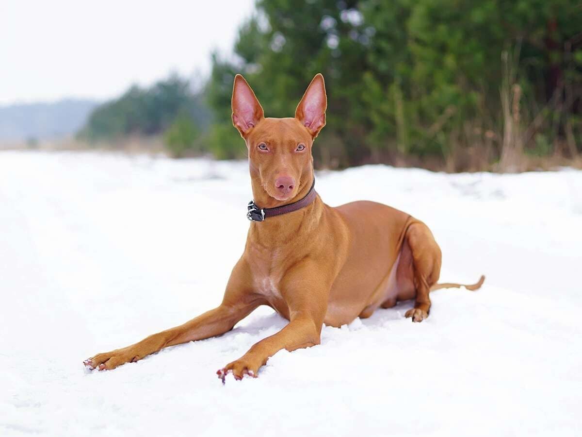 Pharaoh Hound temperament