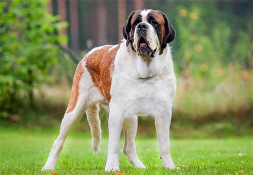 Saint Bernard temperament