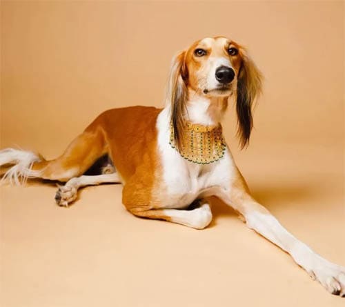 Saluki temperament