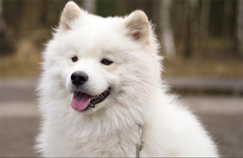 Samoyed temperament