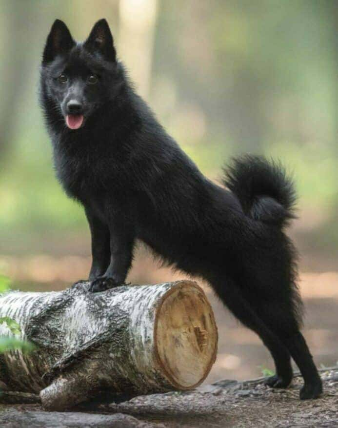 Schipperke temperament