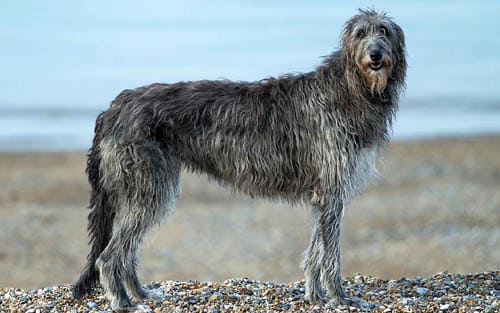 Scottish Deerhound temperament