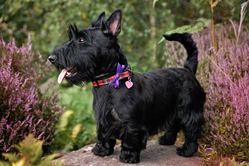 Scottish Terrier temperament