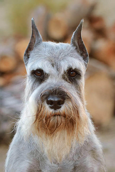 Standard Schnauzer temperament