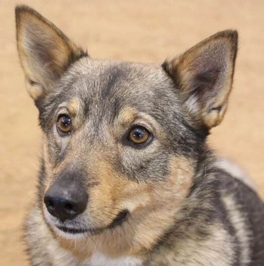 Swedish Vallhund temperament