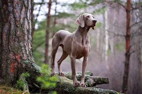 Weimaraner temperament