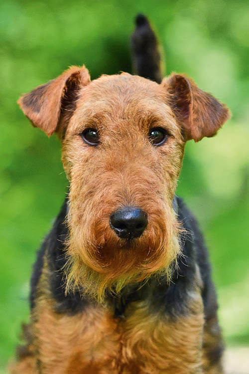 Welsh Terrier temperament