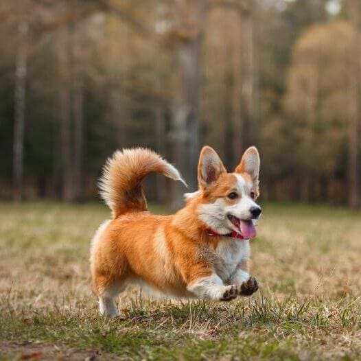 Pembroke Welsh Corgi temperament