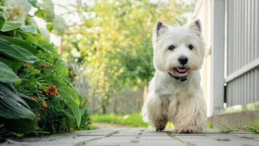 West Highland White Terrier temperament