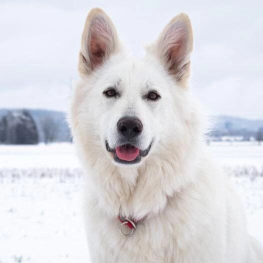 White Shepherd temperament