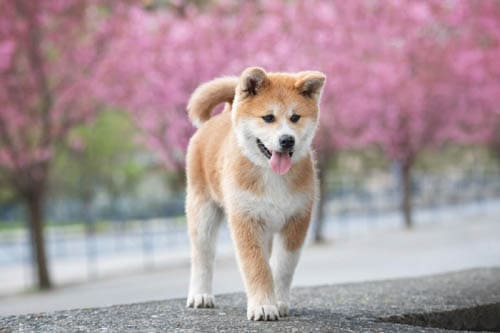 Akita temperament