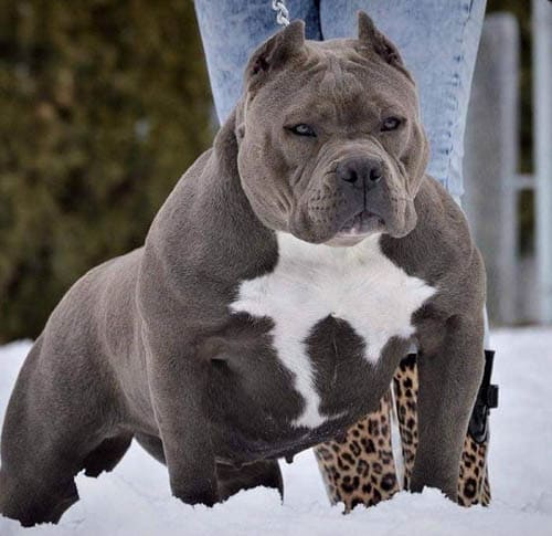 American Bully temperament