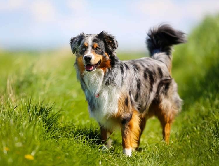 Australian Shepherd temperament