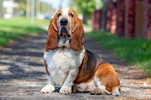 Basset Hound temperament