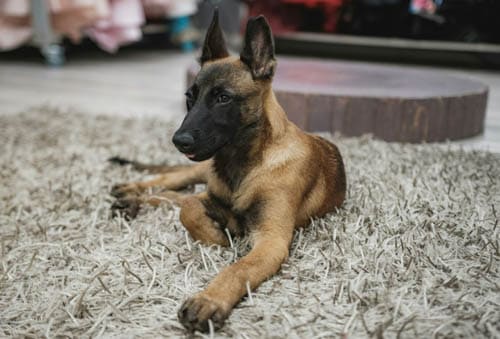 Belgian Malinois temperament