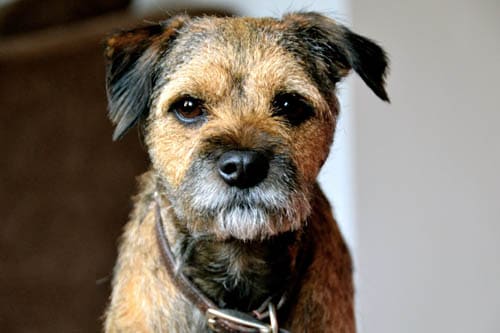 Border Terrier temperament