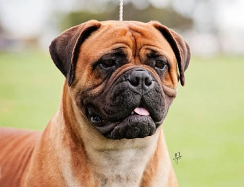 Bullmastiff temperament