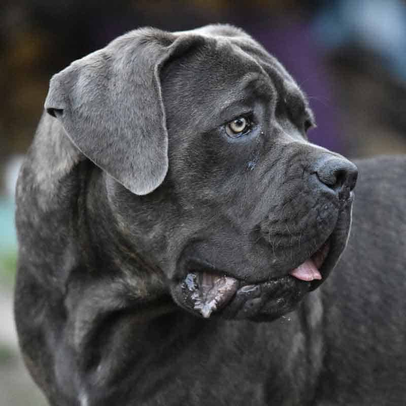 Cane Corso temperament