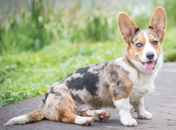 Cardigan Welsh Corgi temperament