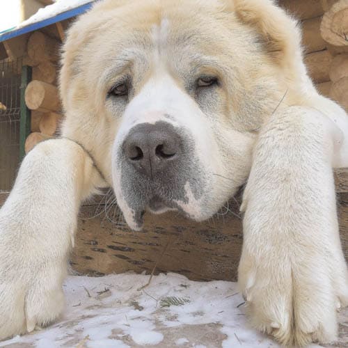 Central Asian Shepherd temperament