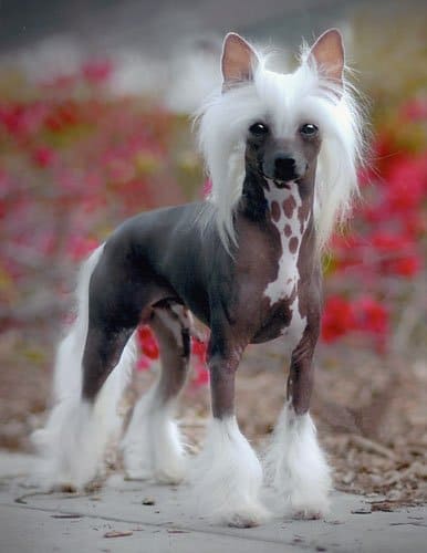 Chinese Crested Dog temperament