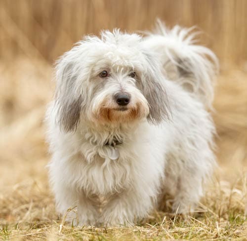 Coton De Tulear temperament