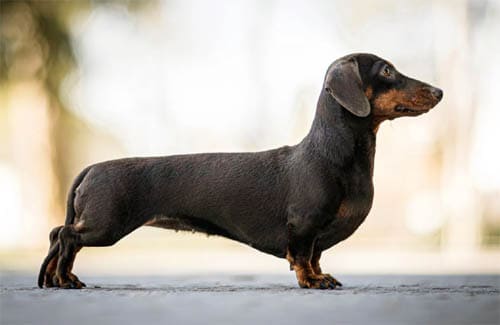 Dachshund temperament