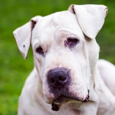 Dogo Argentino temperament