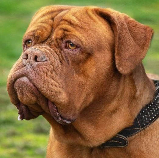 Dogue de Bordeaux temperament