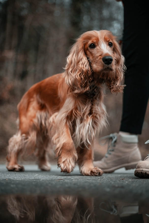 English Cocker Spaniel temperament