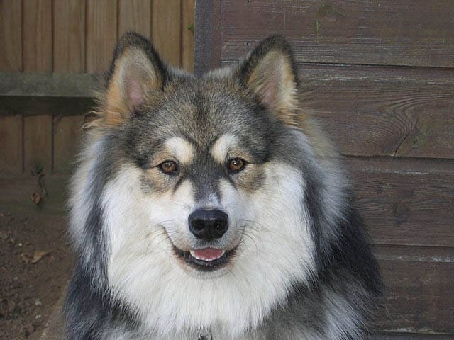 Finnish Lapphund temperament