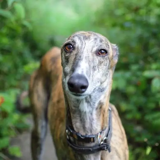 Greyhound temperament