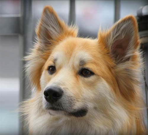 Icelandic Sheepdog temperament